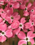 Cherokee_Chief_Dogwood_BB — копия (2)